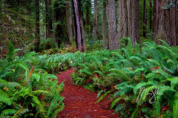 Trail Of The Redwoods