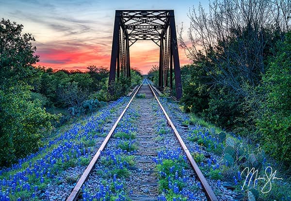 Bluebonnet Beauty