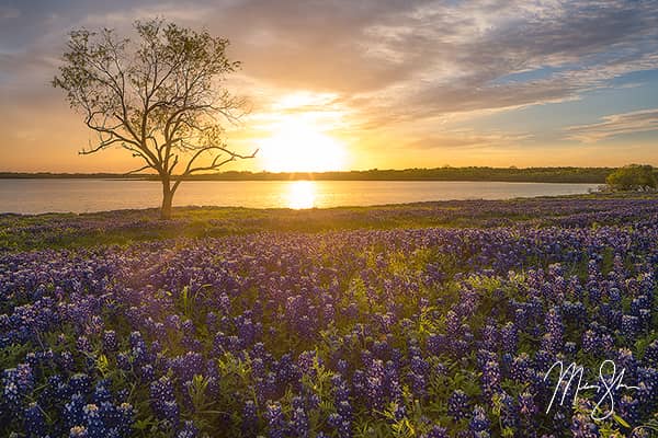 Bluebonnet Sunset