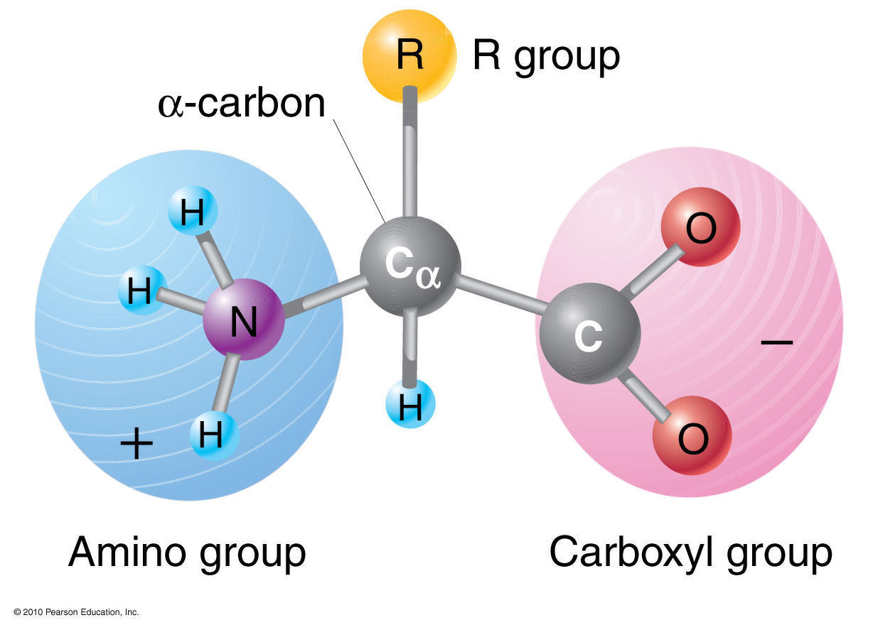 Amino Acid Diagram