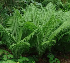 Matteuccia struthiopteris ostrich fern from North Creek Nurseries