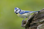 Blue Tit