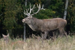 Cerf élaphe