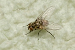 Stable Fly