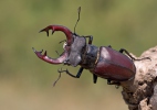 Stag Beetle