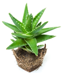 Aloe vera