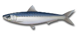 sardine