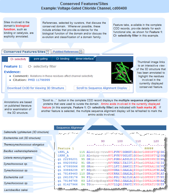 Examples of Conserved Features (Sites) in Voltage-Gated Chloride Channel, cd00400, including Cl- selectivity filter, pore-gating glutamate residue, Cl- binding residues, and dimer interface.  Click anywhere on the image to open the complete, interactive record for this domain model in the Conserved Domain Database (CDD).