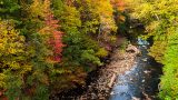 Photo of the Bronx River in fall