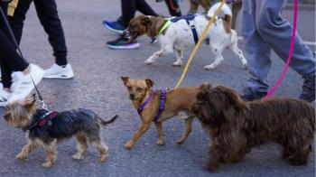 Dueños y mascotas disfrutaron de diversos talleres y actividades