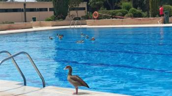 El bajo nivel del lago ha provocado que la fauna silvestre busque otros espacios