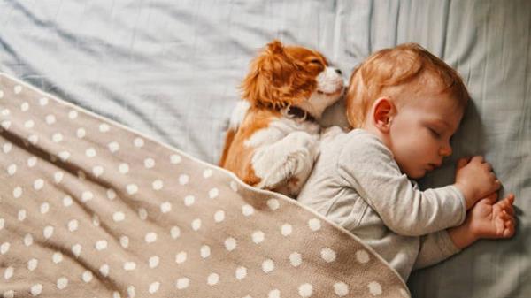 Perros y gatos tienen muchas formas de demostrar el amor hacia sus humanos