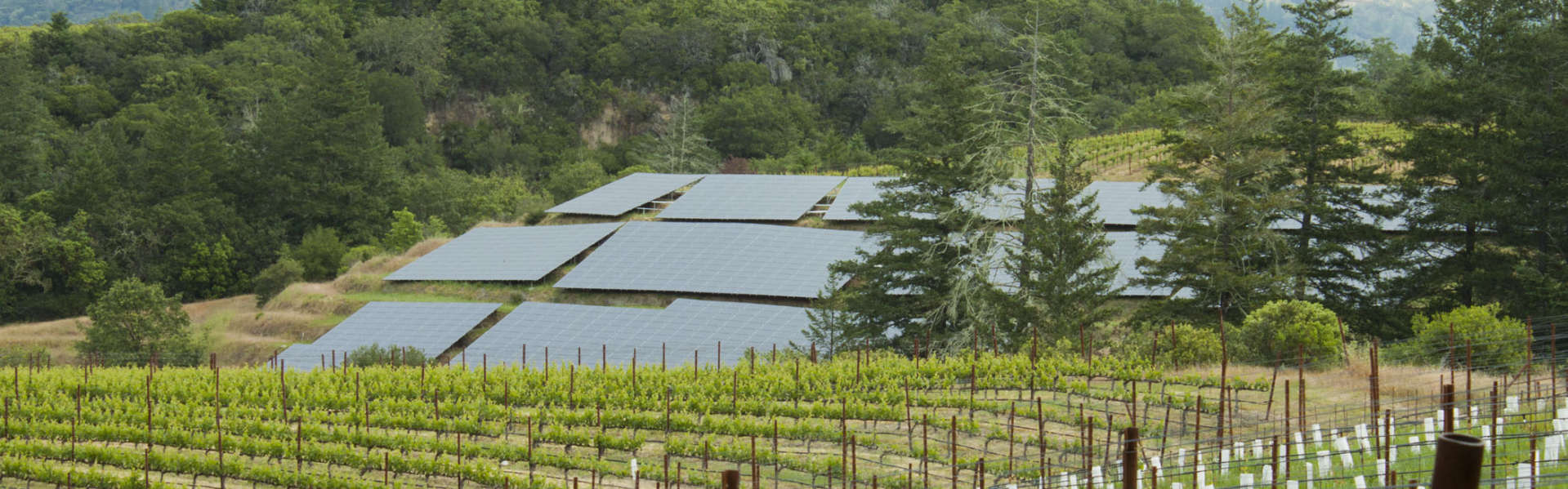 Schramsberg solar panels near McEachran Vineyard with misty mountains the the background