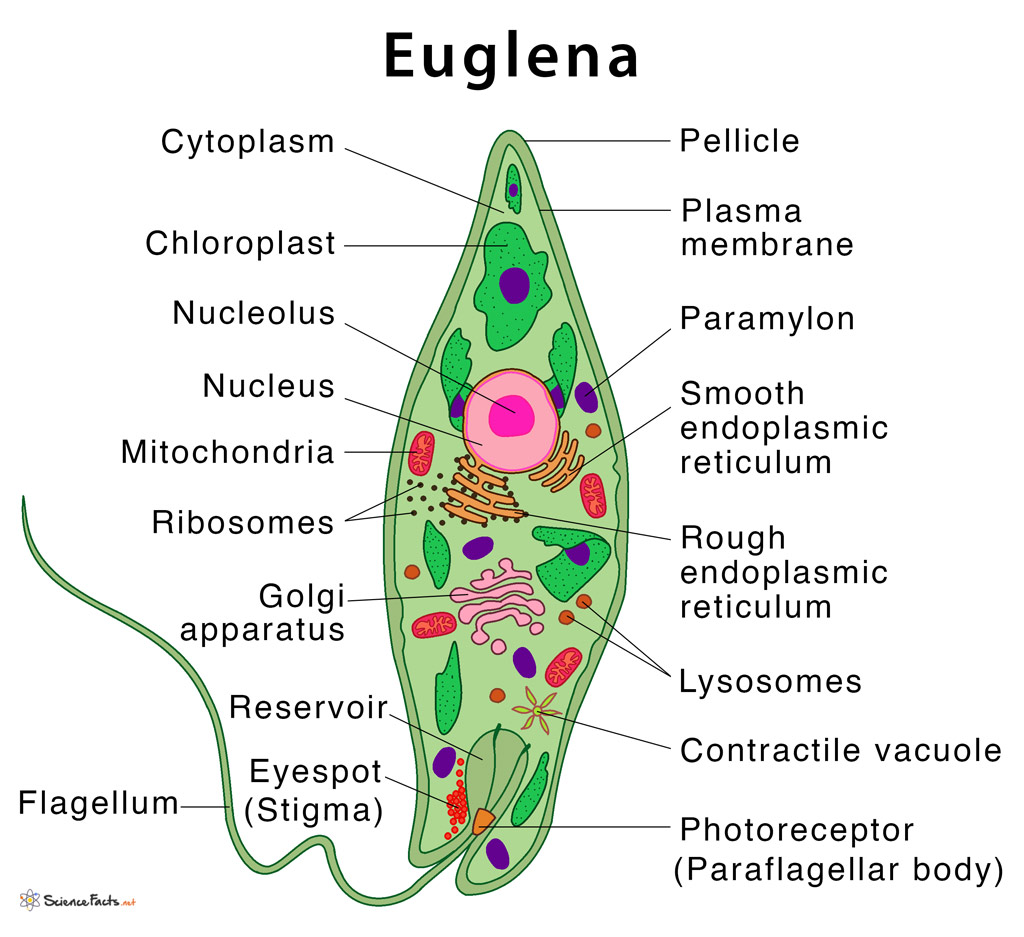 Euglena Definition Structure Characteristics With Dia - vrogue.co