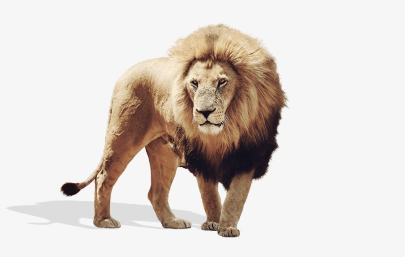 Lion PNG Image | Transparent PNG Free Download on SeekPNG