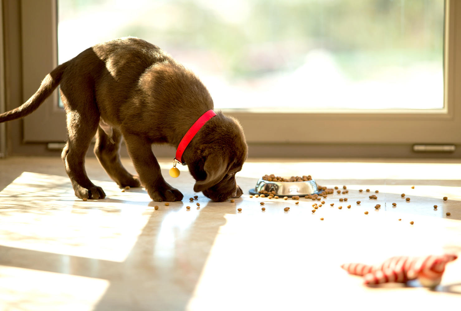 puppy-food-dry-kibble