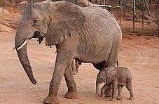 David Sheldrick Wildlife Trust