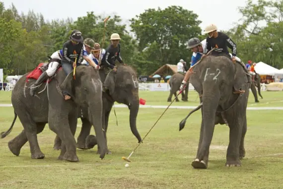 Elephant Polo