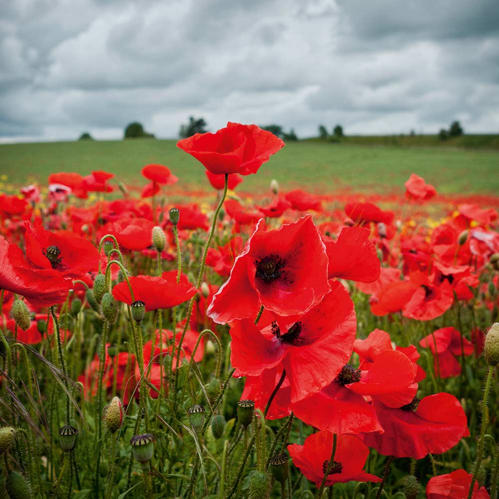 Poppy Seeds Flower