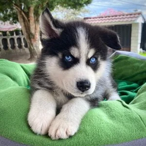 ??? Husky Siberiano (perro lobo) de venta | Precio cachorros de raza