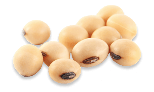 Soybean PNG Images