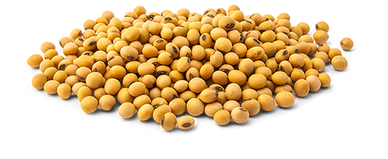 Soybean PNG Picture