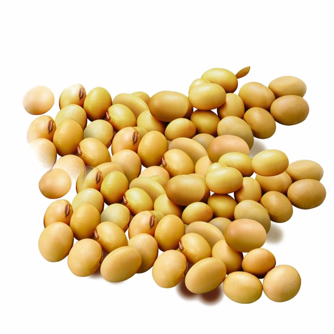 Soybean PNG