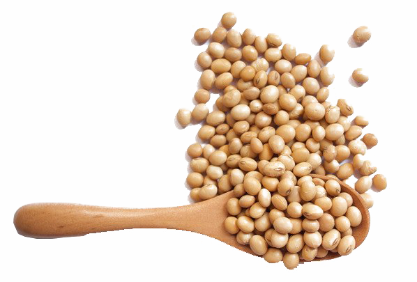 Soybean Transparent