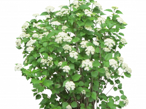 flowering shrub, ornamental plant, white blossoms, garden landscaping, Shrub, Bushes PNG