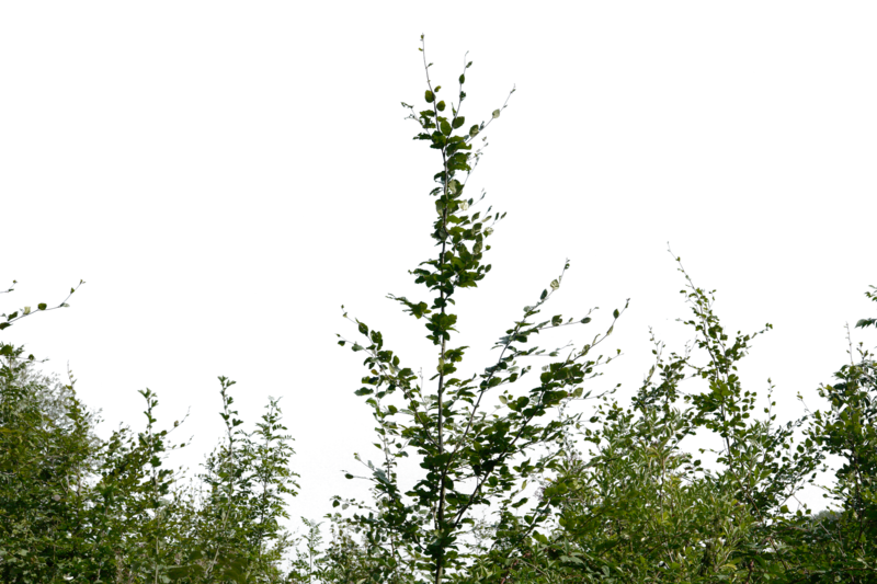 tree, foliage, green leaves, nature, Shrub, Bushes PNG