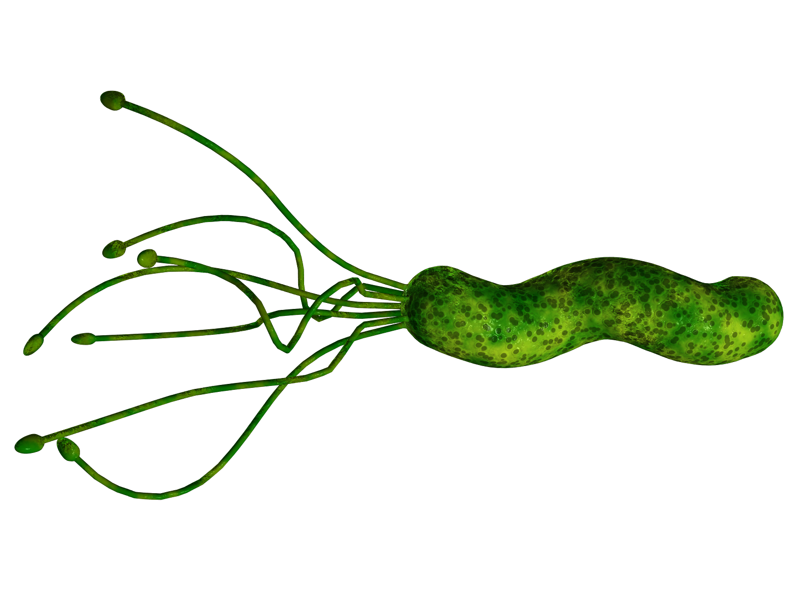 Bacteria PNG Pic