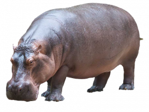 Hippo