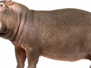 Hippo PNG Pic