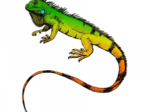 Iguana PNG File