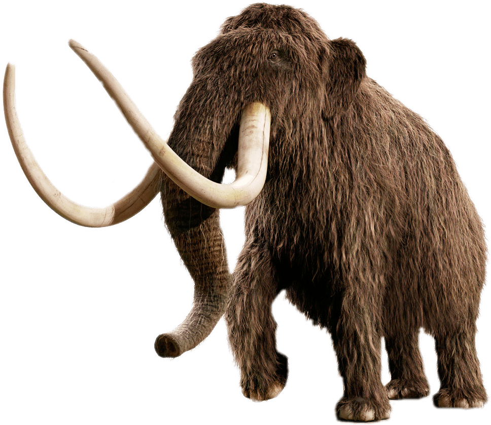 Mammoth High Resolution, Artwork, Visuals Transparent