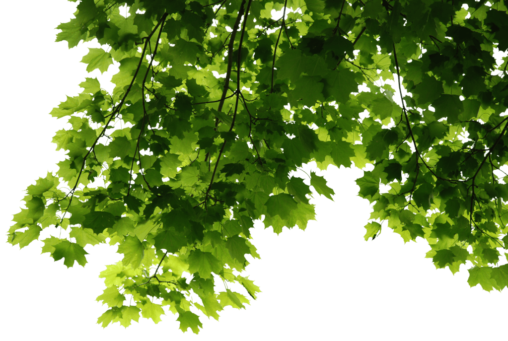 Leaf, Nature, Organics Free PNG