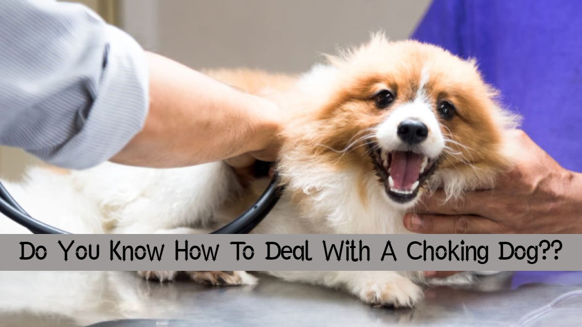 Dog Choking