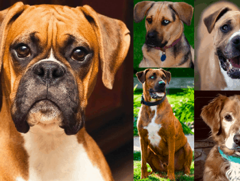 best boxer mixes