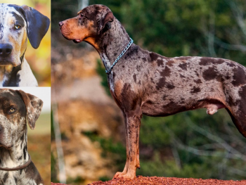 catahoula