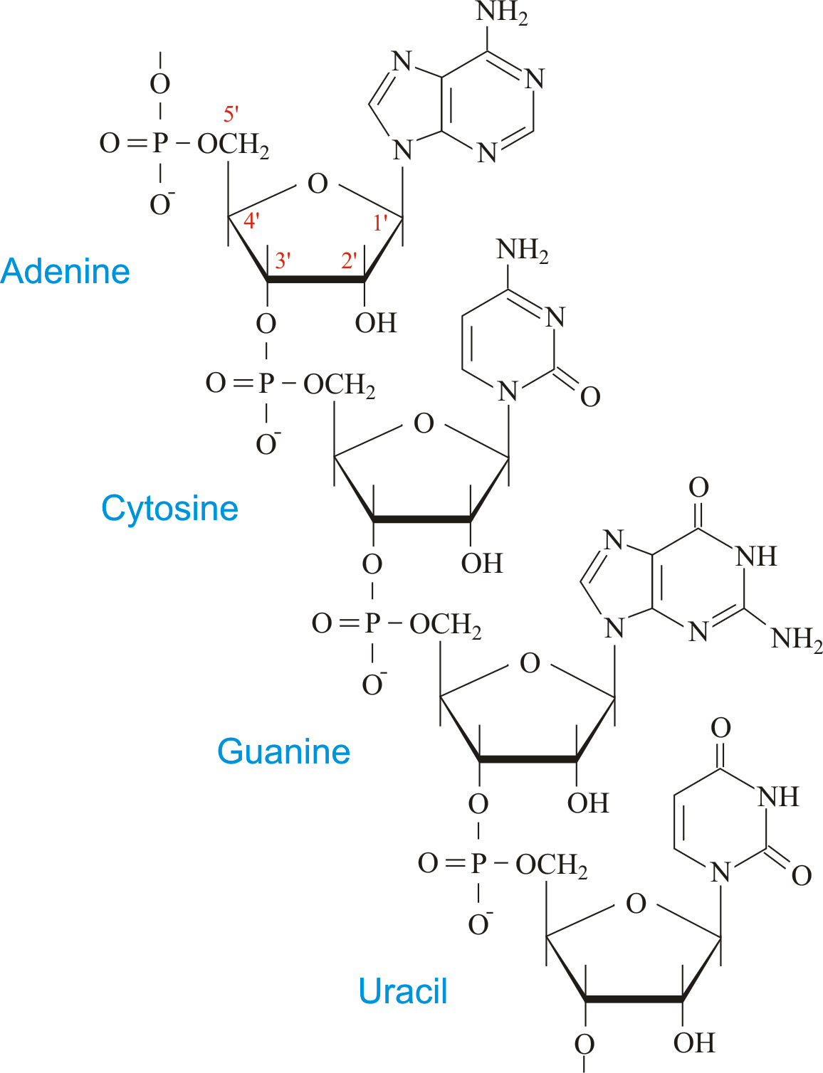 Dna Ribonucleic Acids Rnas Proteins Synthesis And Types Science - Vrogue