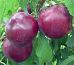 Billington Plum Trees - Wholesale