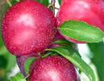 Santa Rosa Plum Trees - Wholesale