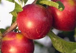 Satsuma Plum Trees - Wholesale