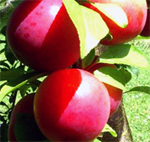 Wilsons Early Plum Trees - Wholesale