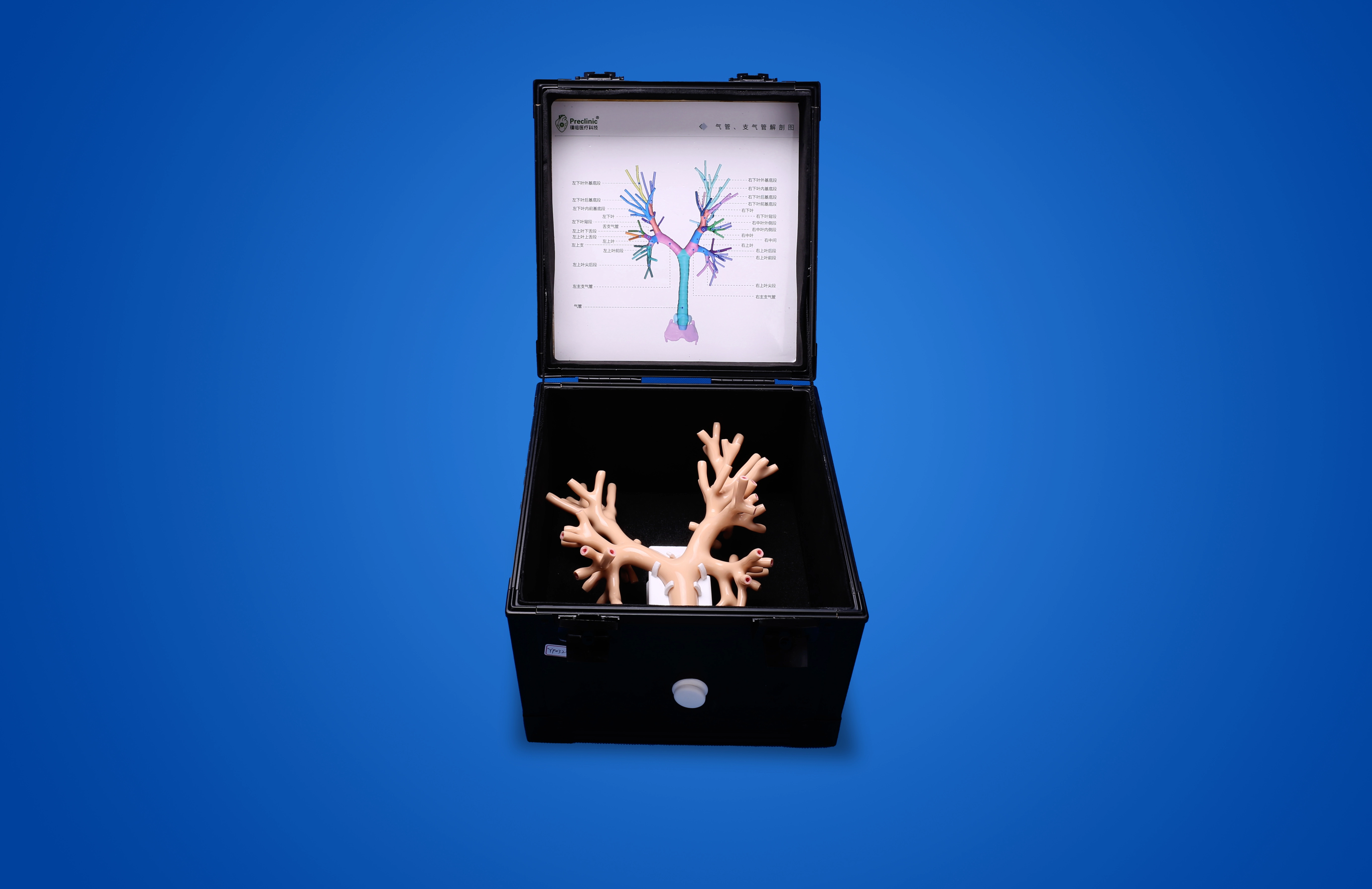 Bronchoscopy Training Model