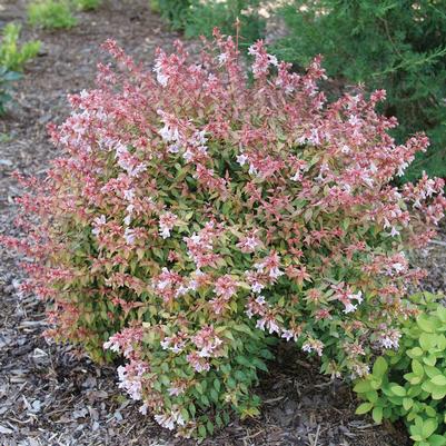 Abelia x grandiflora Poco Loco™