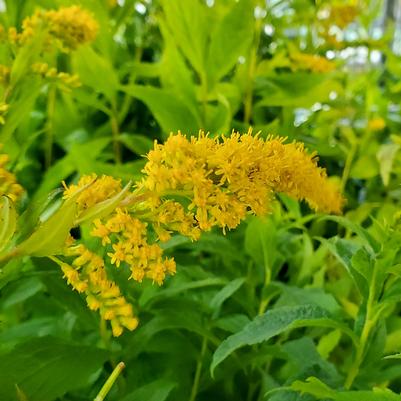 Solidago rugosa 