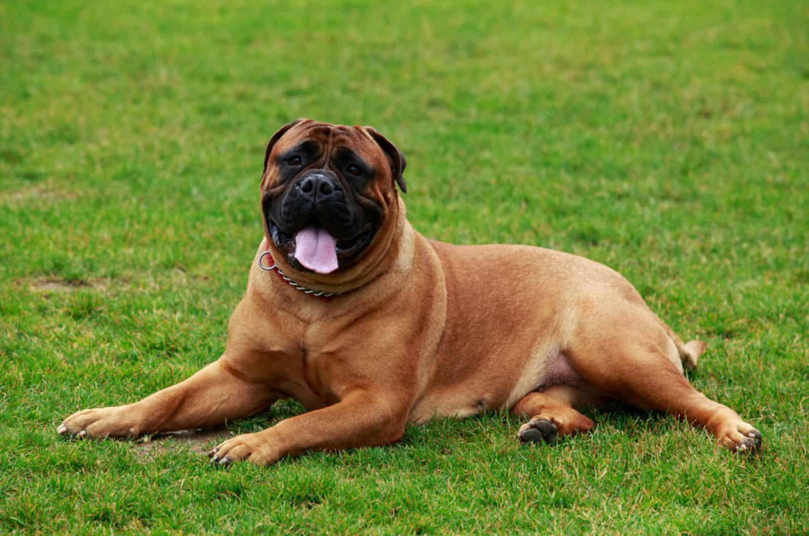 bullmastiff lying on the grass