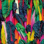 Picture of Rainbow Chard ORGANIC