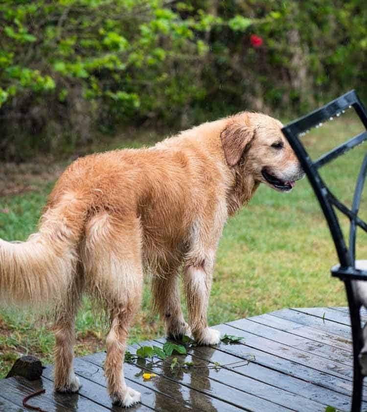 Dozer the golden retriever on a wet, rainy day